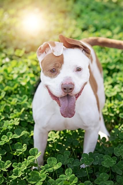 Enlarge TINA, a Adoptable Pit Bull Terrier in Belleville, IL image 1/1