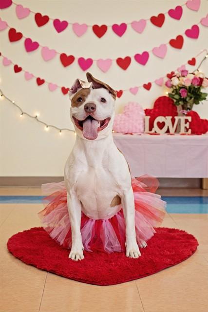 TINA, Adoptable, Adult Female Pit Bull Terrier.