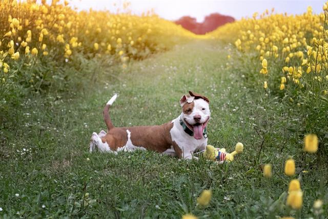 Enlarge TINA, a Adoptable Pit Bull Terrier in Belleville, IL image 1/1