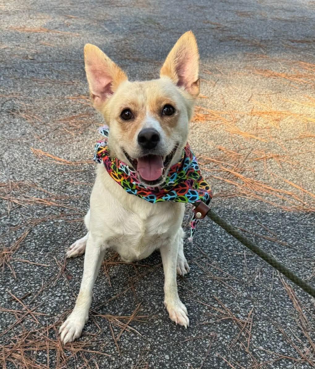 Homer, ADOPTABLE, Adult Male Mixed Breed.