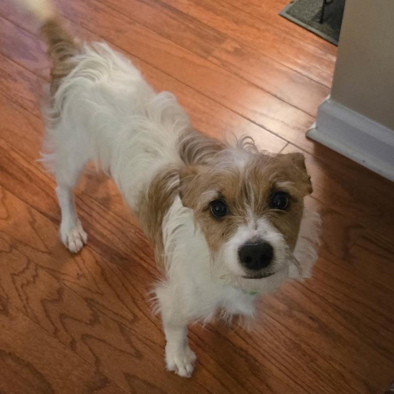 Eddie, Adoptable, Adult Male Mixed Breed.