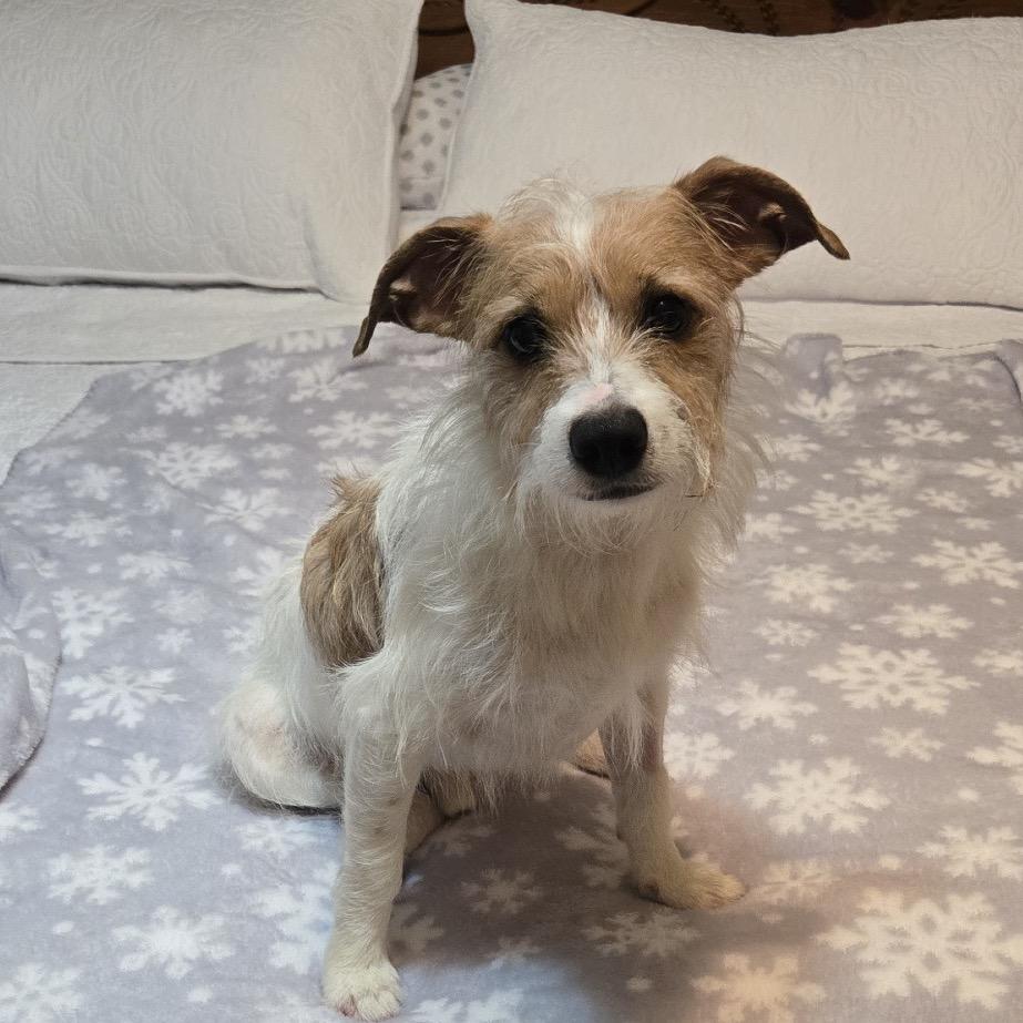 Eddie, a Adoptable Mixed Breed in Durham, NC image 2/6