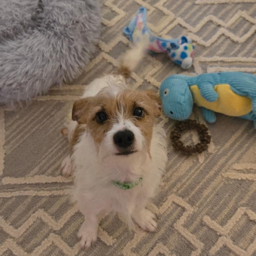 Eddie, a Adoptable Mixed Breed in Durham, NC image 3/6