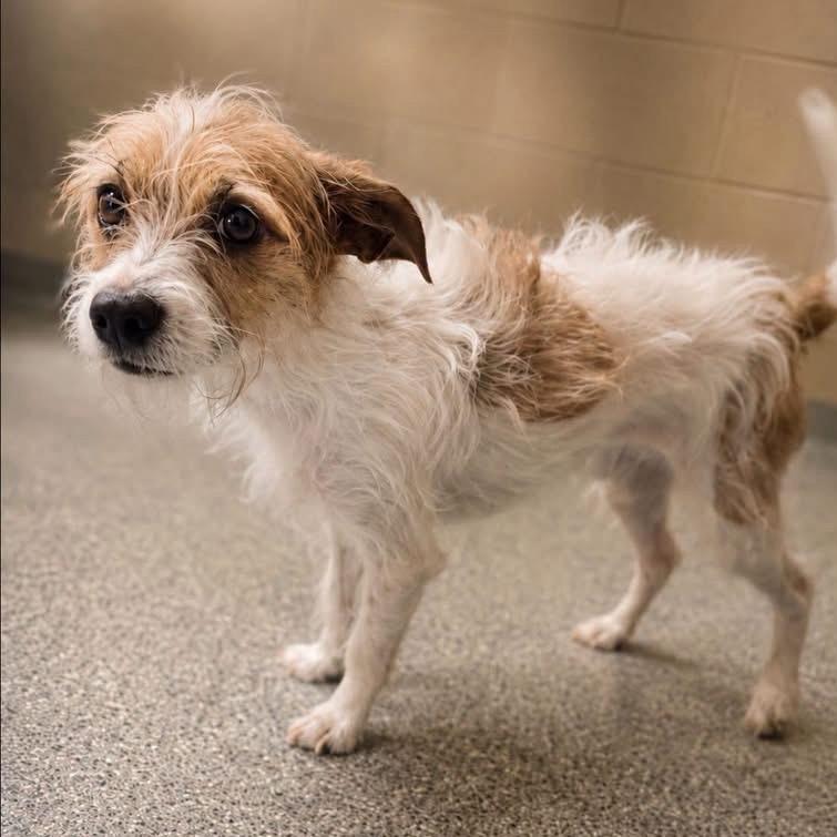 Eddie, a Adoptable Mixed Breed in Durham, NC image 4/6