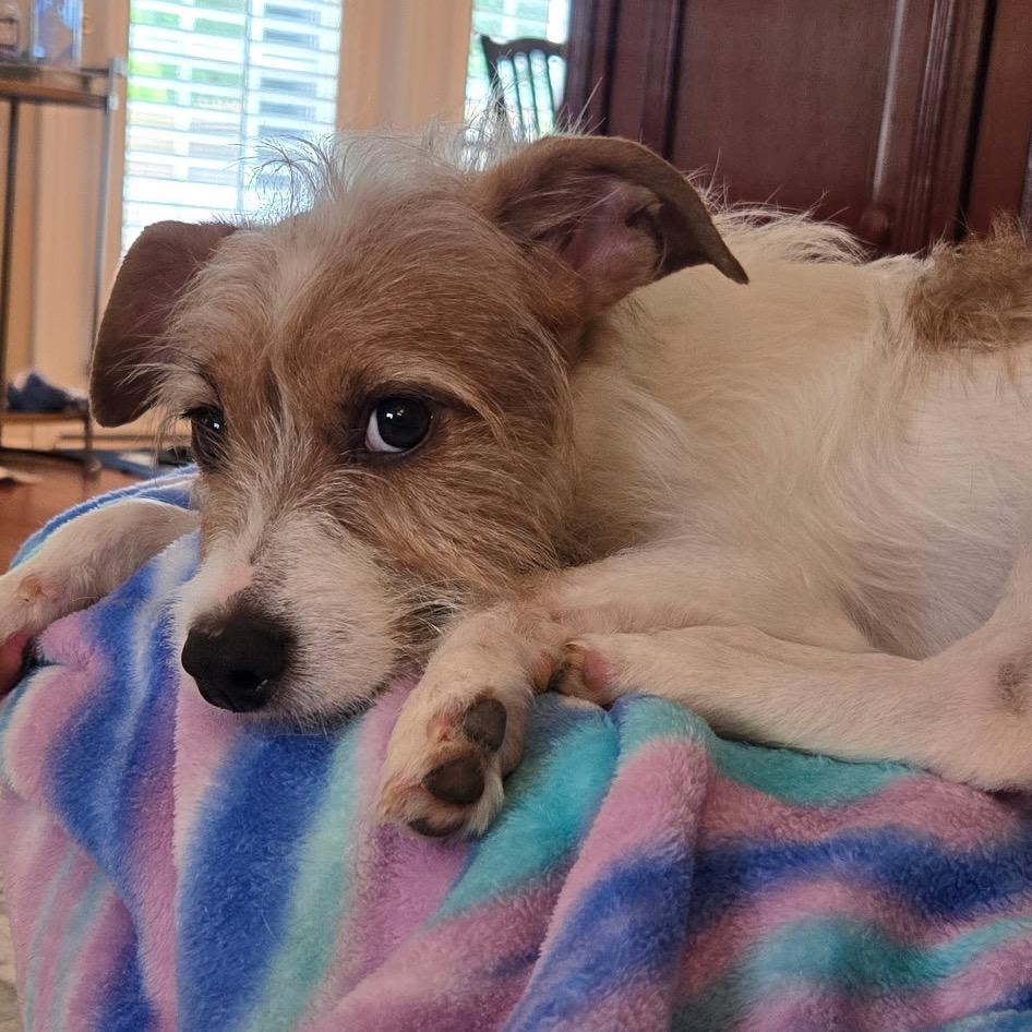 Eddie, a Adoptable Mixed Breed in Durham, NC image 5/6