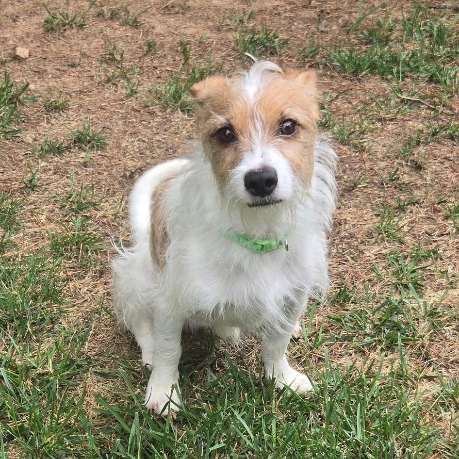 Eddie, a Adoptable Mixed Breed in Durham, NC image 6/6