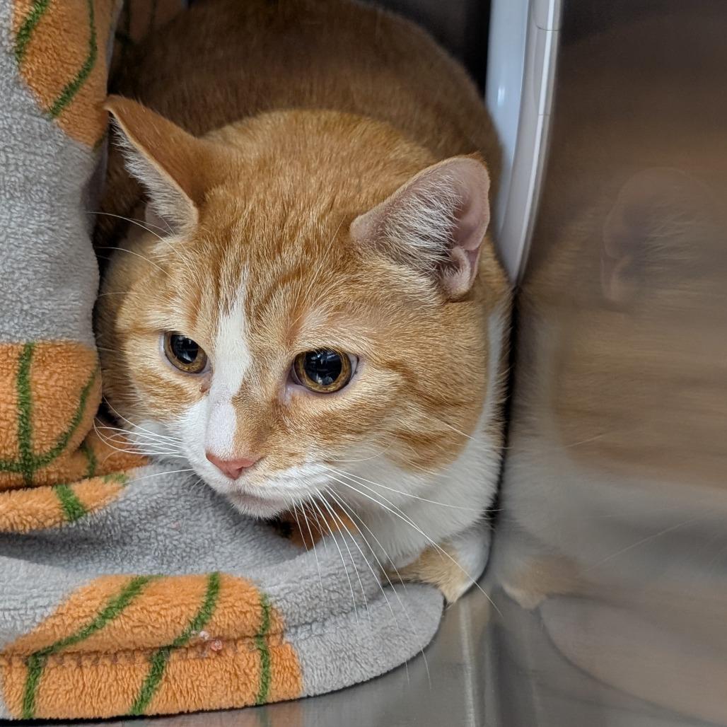 Millie, Adoptable, Senior Female Domestic Short Hair.