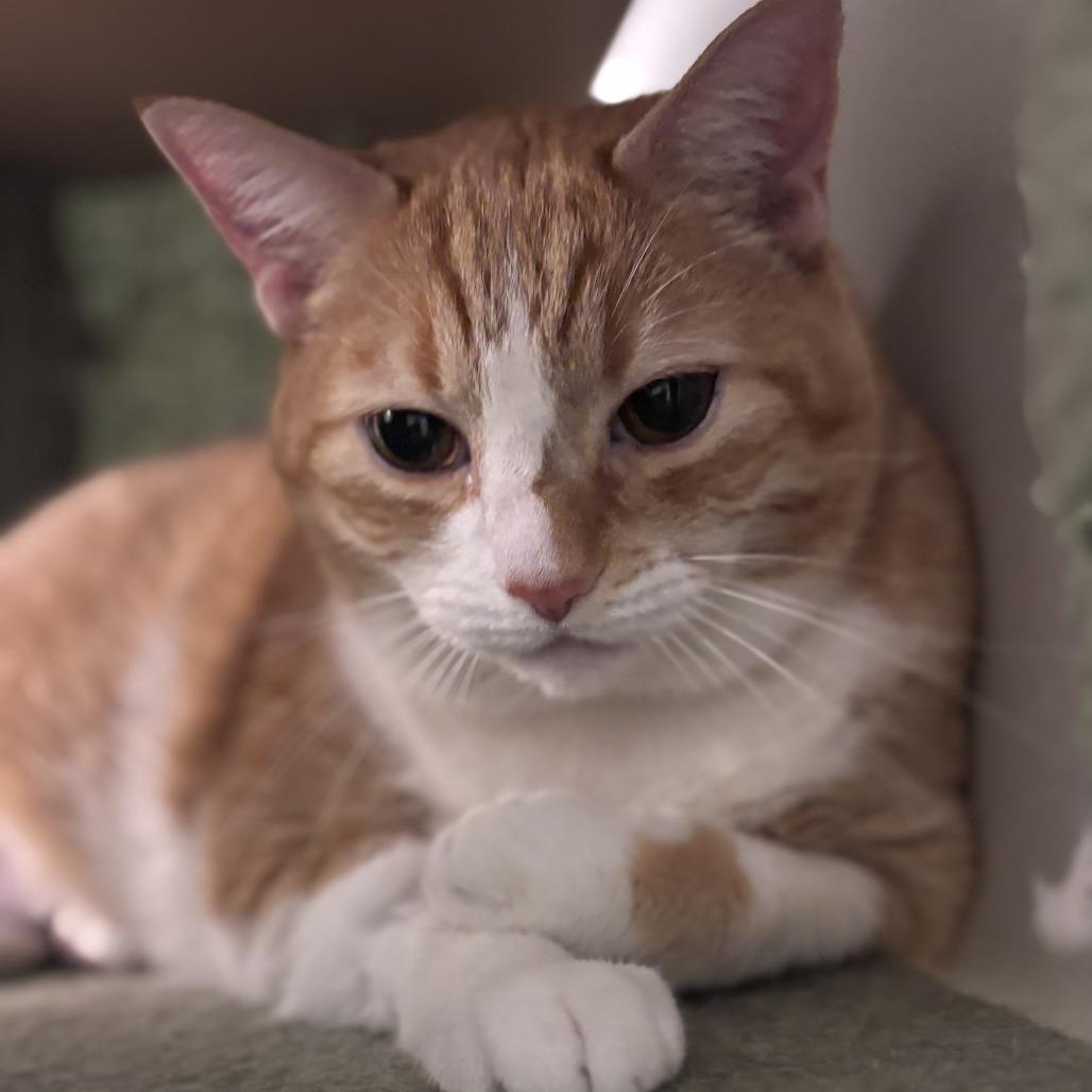 Enlarge Millie, a Adoptable Domestic Short Hair in Las Vegas, NV image 2/3