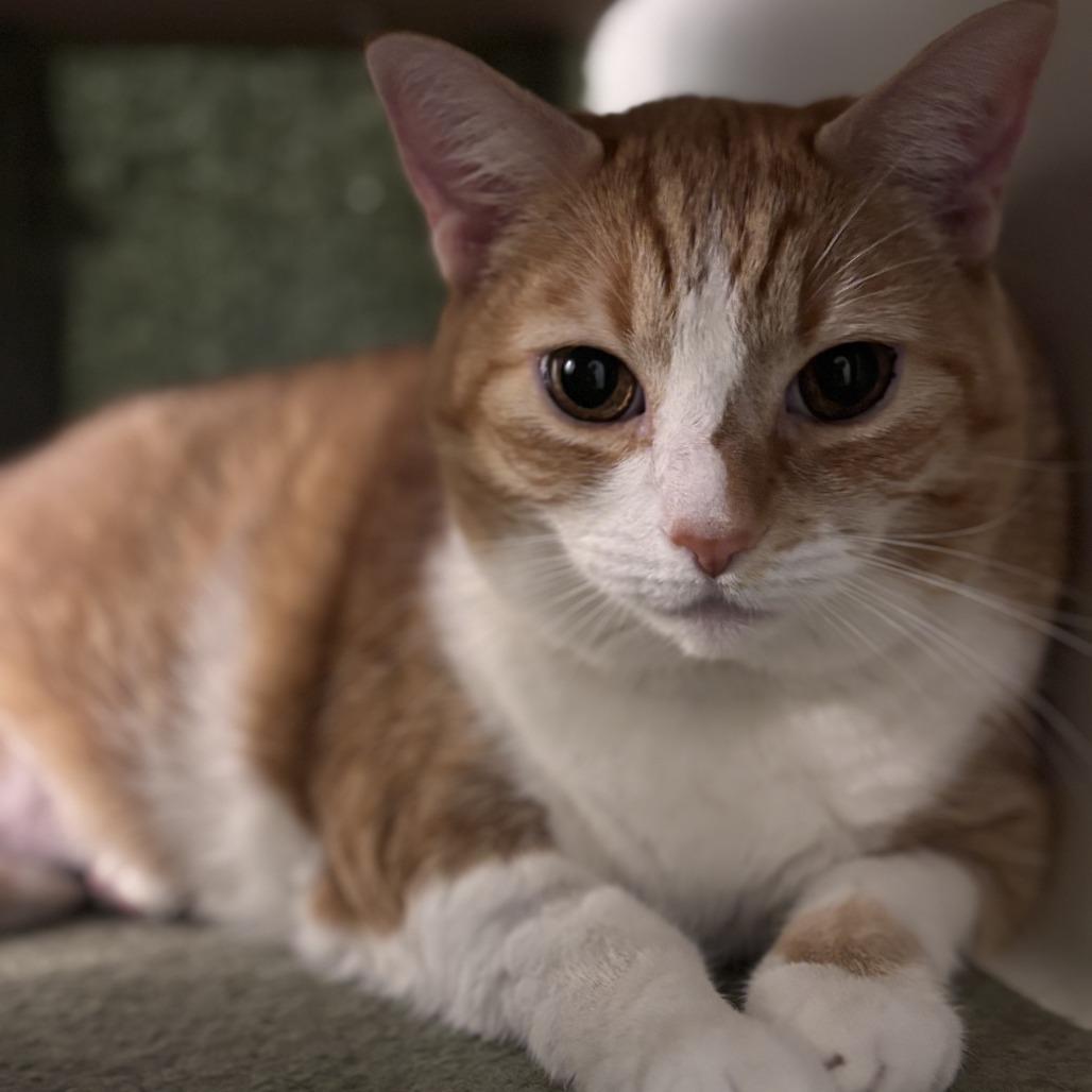 Enlarge Millie, a Adoptable Domestic Short Hair in Las Vegas, NV image 3/3