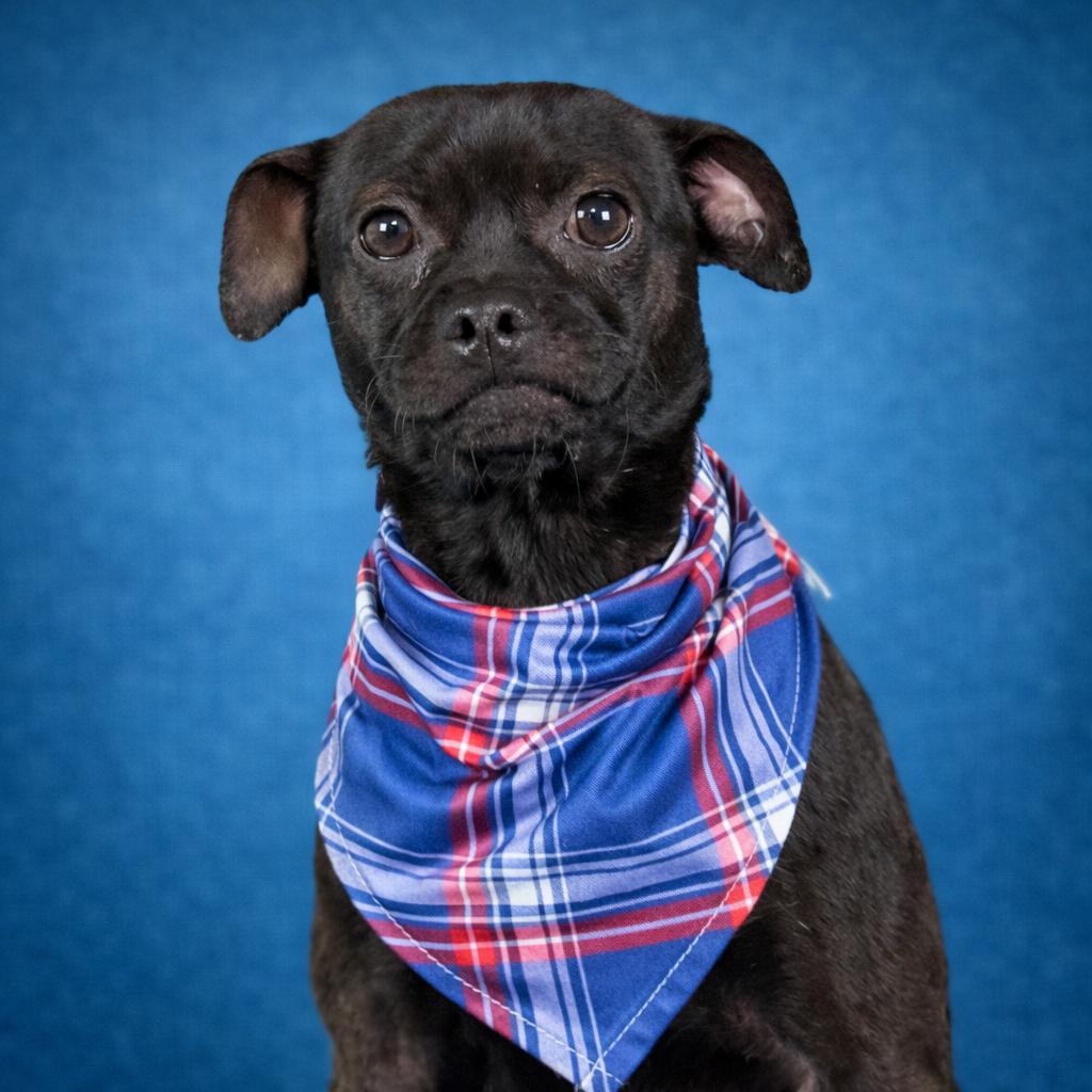 Enlarge Earl — The Sweetest Snuggle Buddy From Weslaco, a Adoptable mixed breed in Austin, TX image 1/6