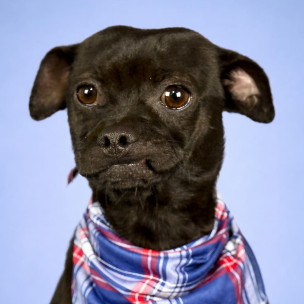 Enlarge Earl — The Sweetest Snuggle Buddy From Weslaco, a Adoptable mixed breed in Austin, TX image 3/6