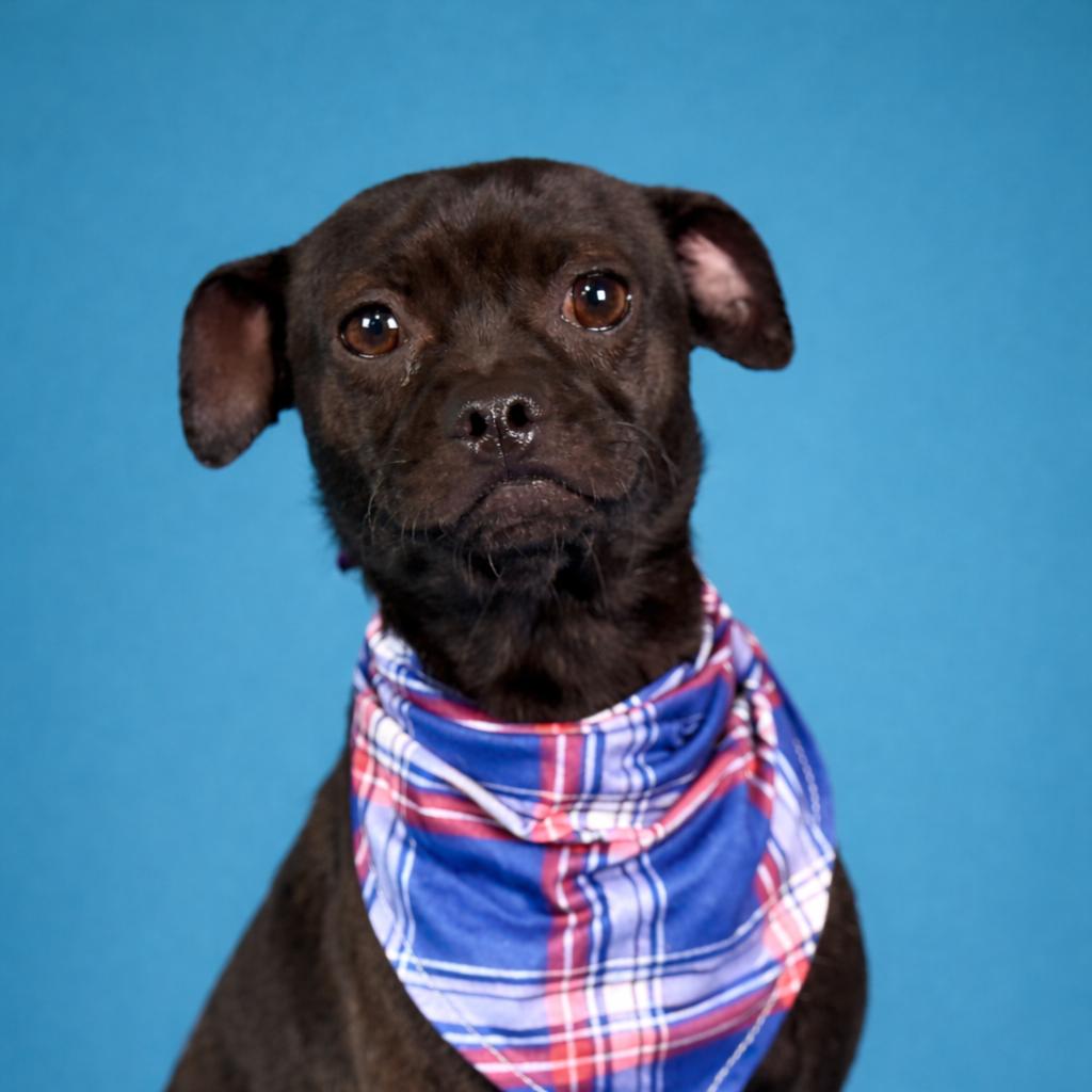 Enlarge Earl — The Sweetest Snuggle Buddy From Weslaco, a Adoptable mixed breed in Austin, TX image 5/6