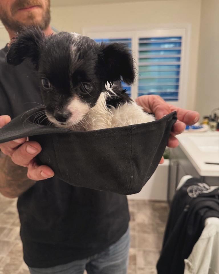 Sansa, Adopted, Young Female Chihuahua & Rat Terrier.