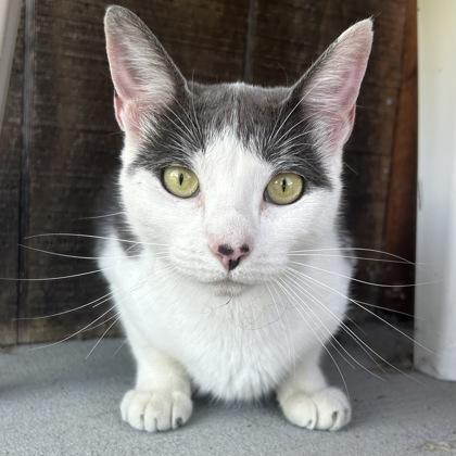 Chopsticks, Adoptable, Adult Female Domestic Short Hair & Domestic Short Hair.