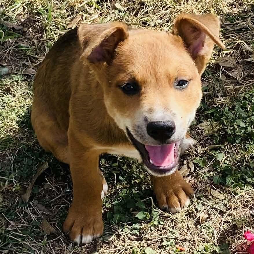 Elephant, Adoptable, Puppy Female Mixed Breed.