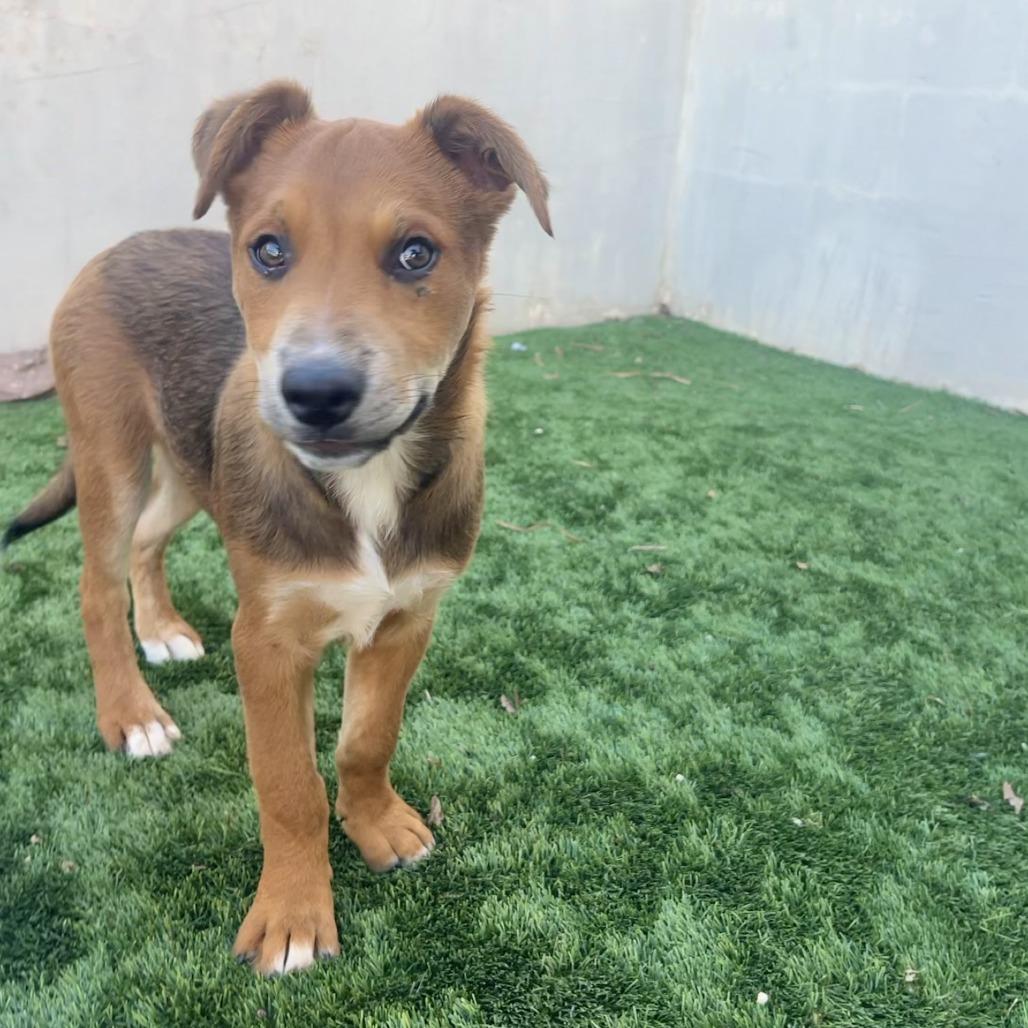 Enlarge Elephant, a Adoptable Mixed Breed in Fredericksburg, TX image 2/6