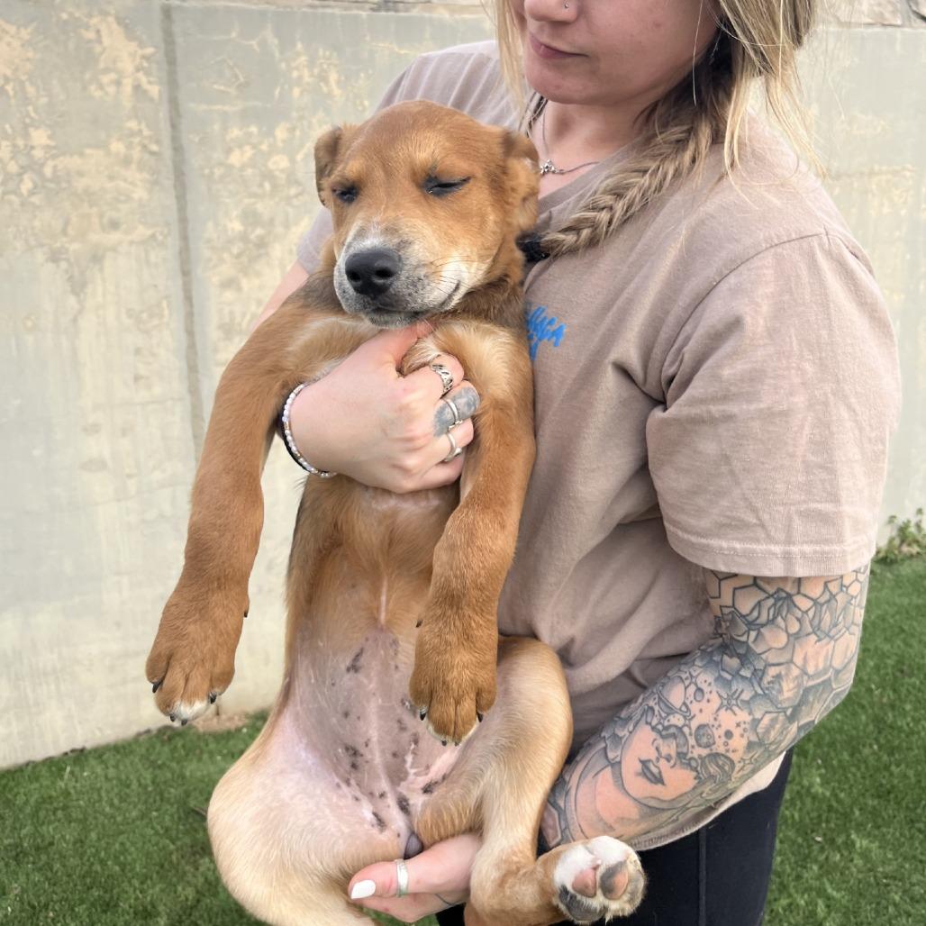 Enlarge Elephant, a Adoptable Mixed Breed in Fredericksburg, TX image 3/6
