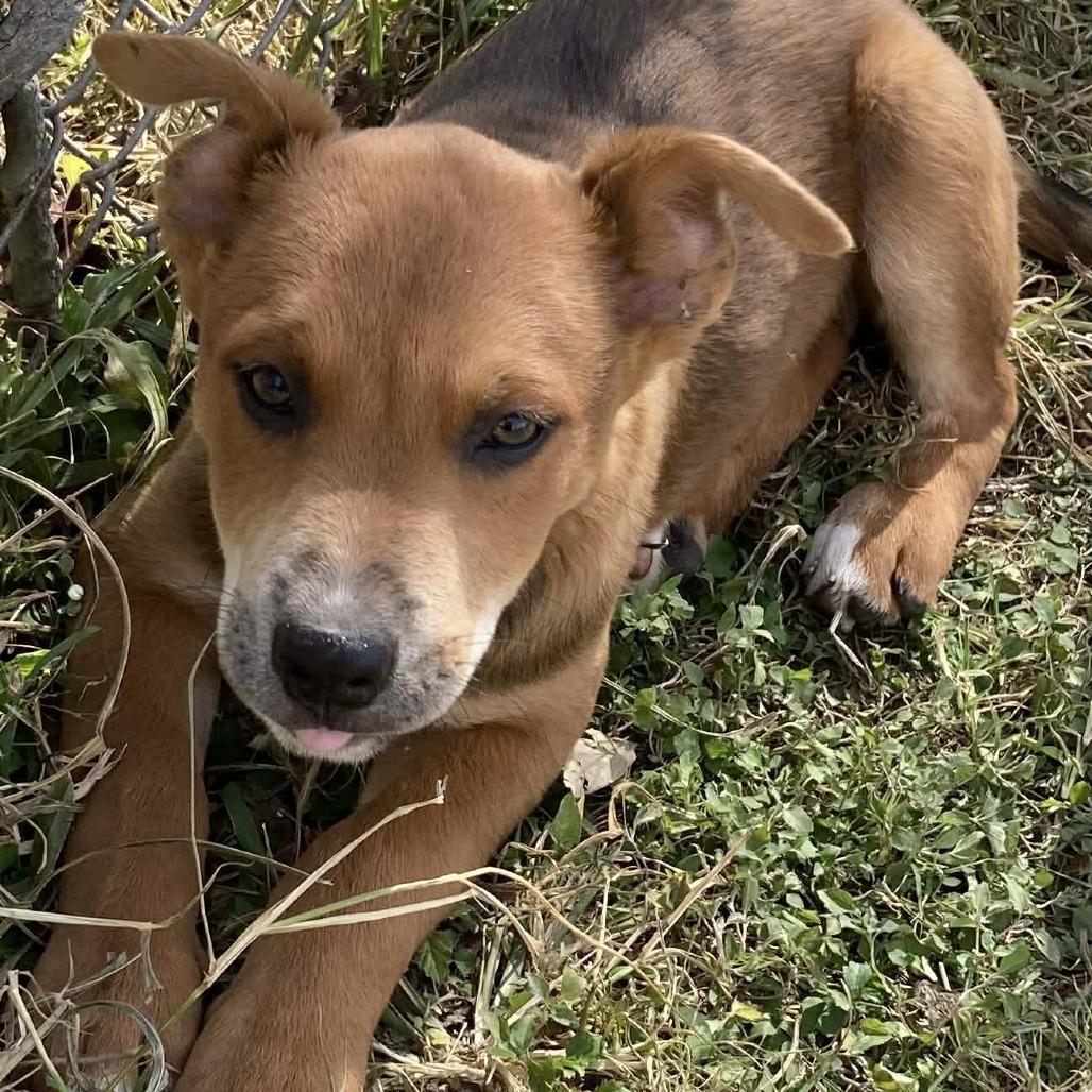Enlarge Elephant, a Adoptable Mixed Breed in Fredericksburg, TX image 4/6