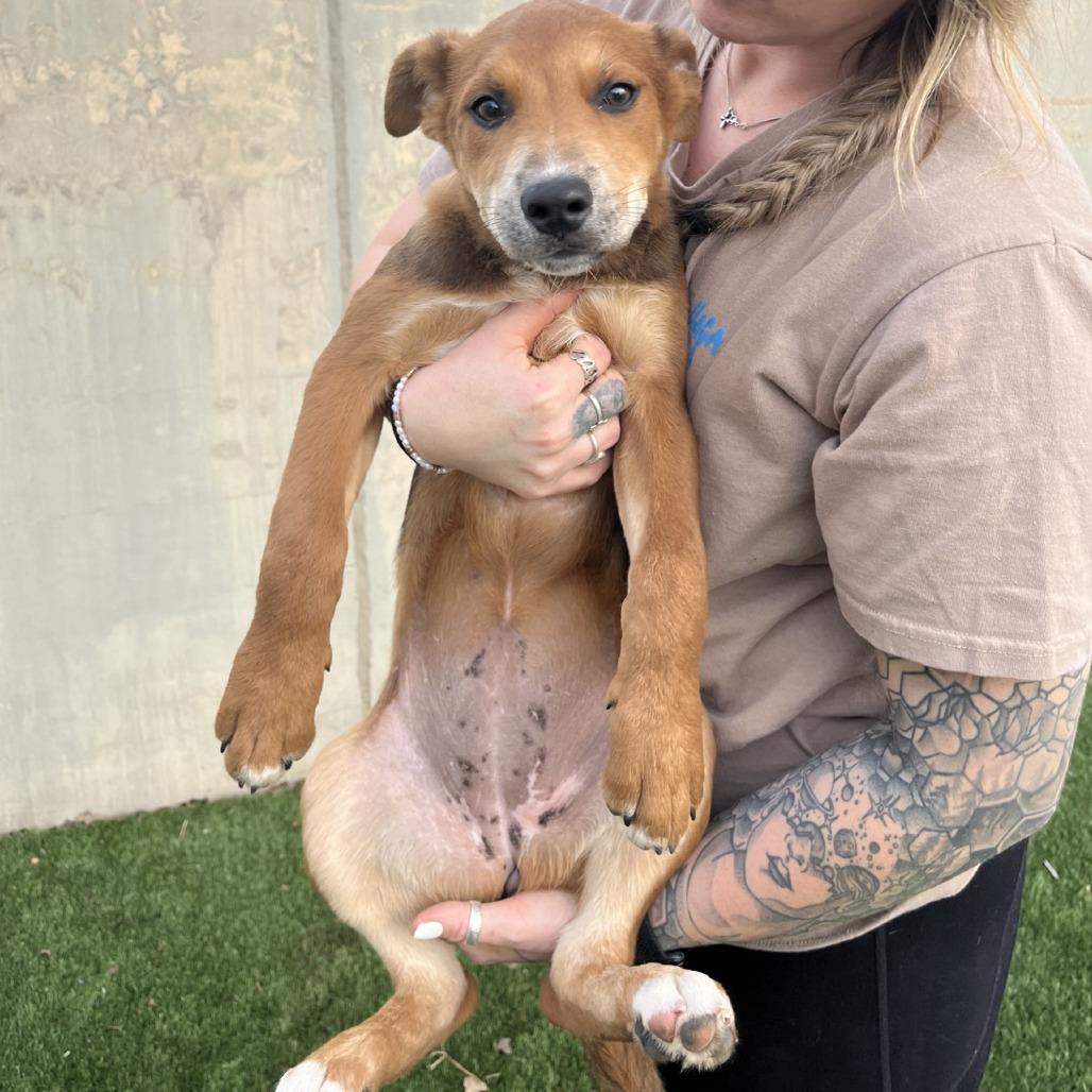 Enlarge Elephant, a Adoptable Mixed Breed in Fredericksburg, TX image 5/6