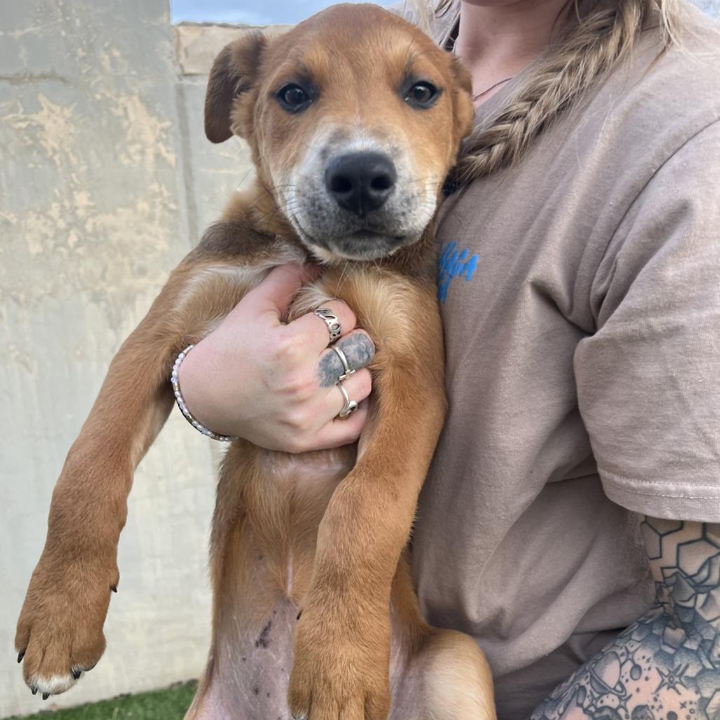 Enlarge Elephant, a Adoptable Mixed Breed in Fredericksburg, TX image 6/6