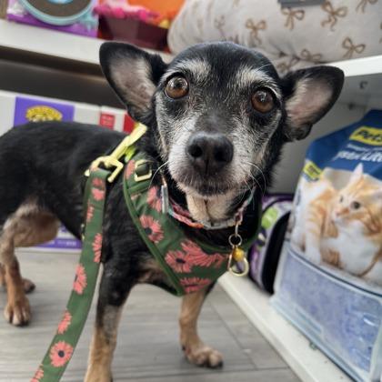 Rizzo, Adoptable, Adult Female Chihuahua & Mixed Breed.