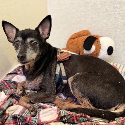 Rizzo, Adoptable, Adult Female Chihuahua & Mixed Breed.