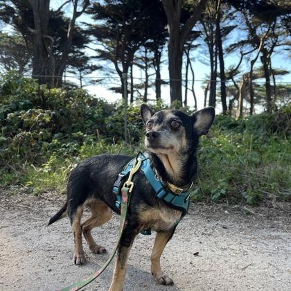 Enlarge Rizzo, a Adoptable mixed breed in San Francisco, CA image 3/3