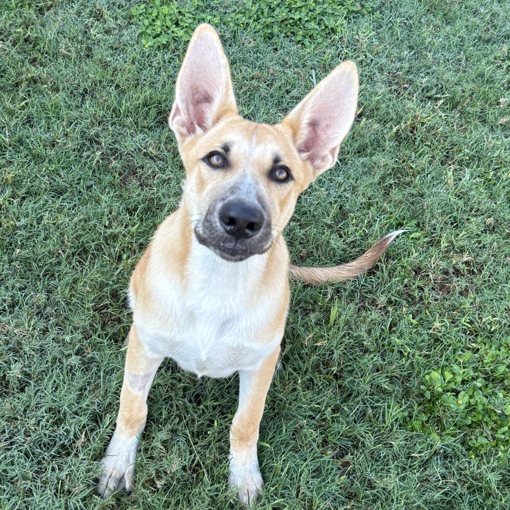Enlarge Rocky, a Adoptable mixed breed in Brenham, TX image 4/6