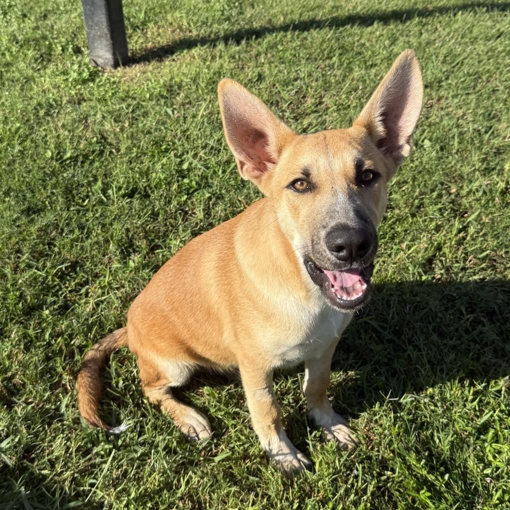 Enlarge Rocky, a Adoptable mixed breed in Brenham, TX image 2/6