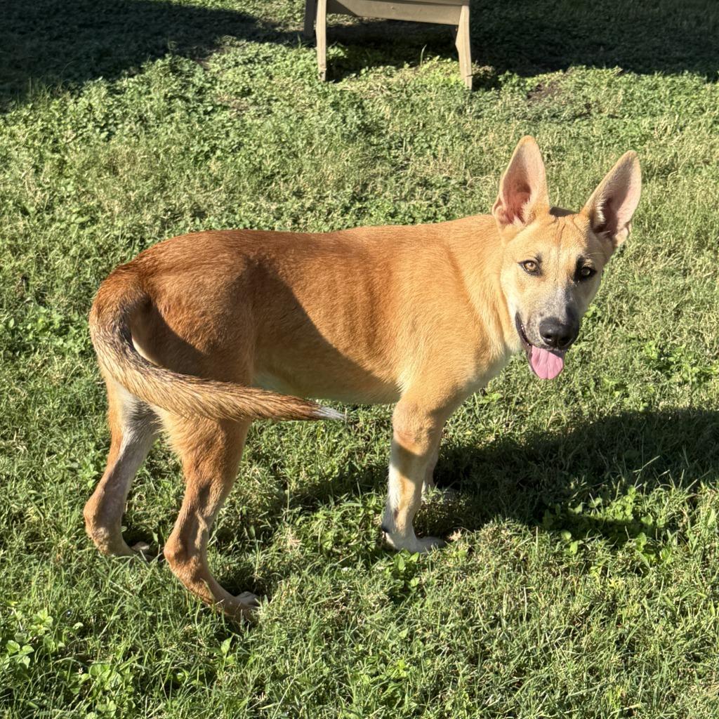 Enlarge Rocky, a Adoptable mixed breed in Brenham, TX image 5/6