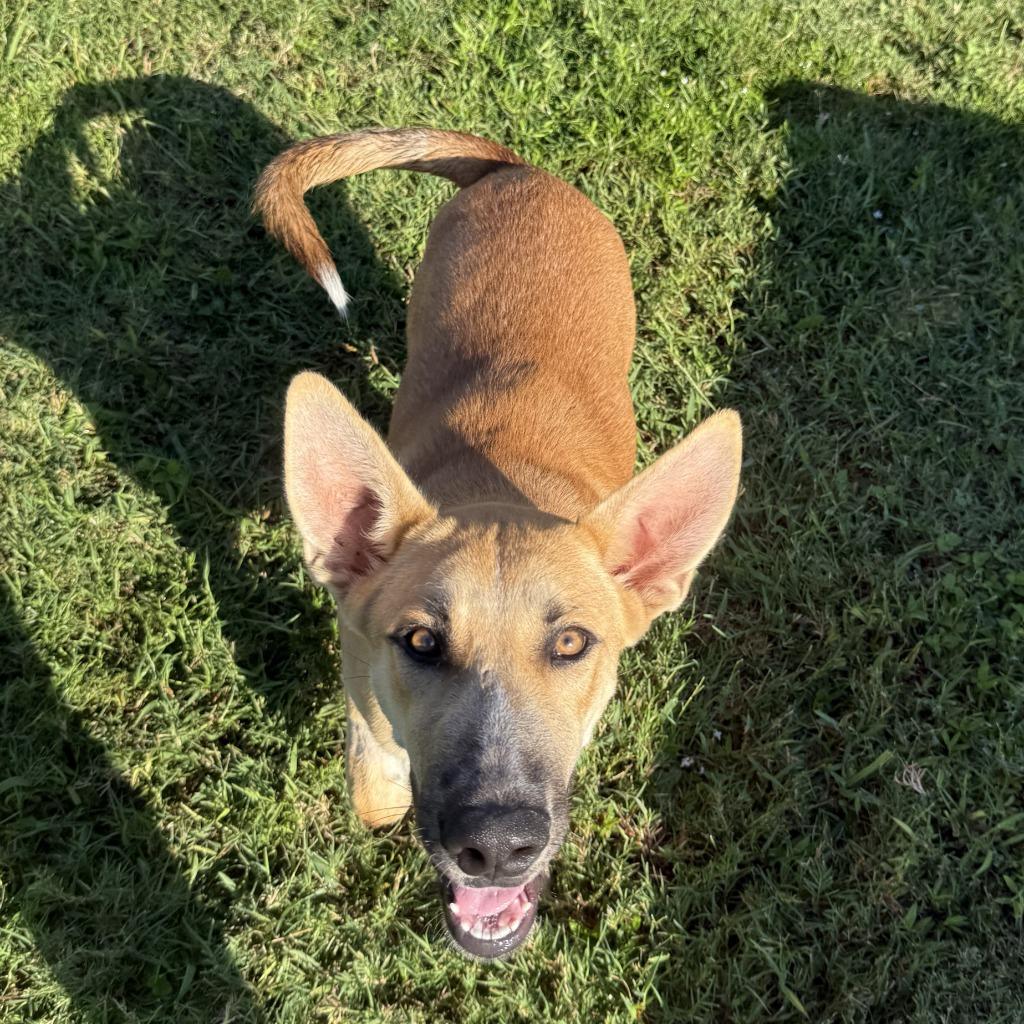 Enlarge Rocky, a Adoptable mixed breed in Brenham, TX image 6/6