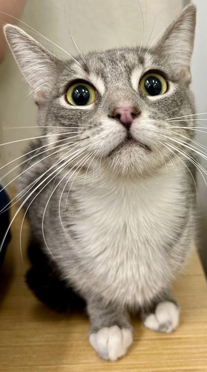 Enlarge Sassy, a Adoptable mixed breed in San Diego, CA image 1/3