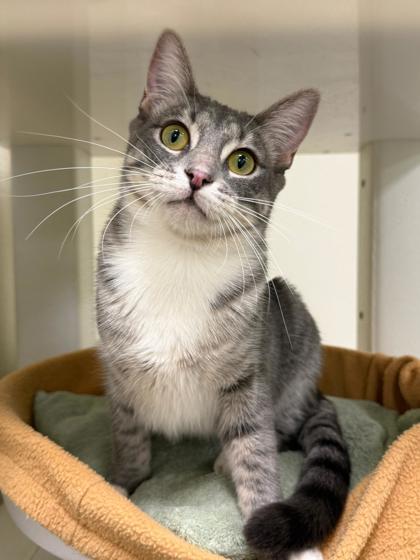 Enlarge Sassy, a Adoptable mixed breed in San Diego, CA image 2/3