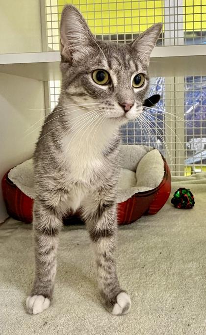 Enlarge Sassy, a Adoptable mixed breed in San Diego, CA image 3/3