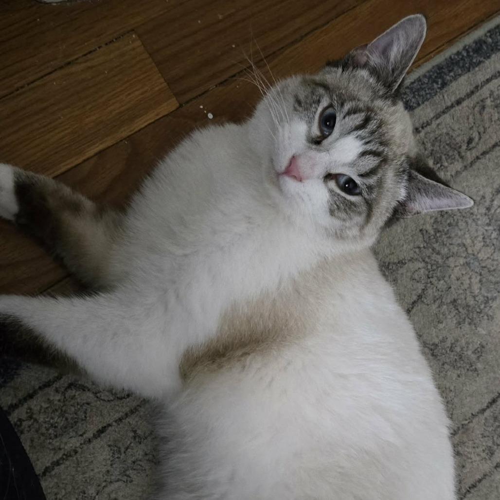 Oliver Twist thumbnail 2