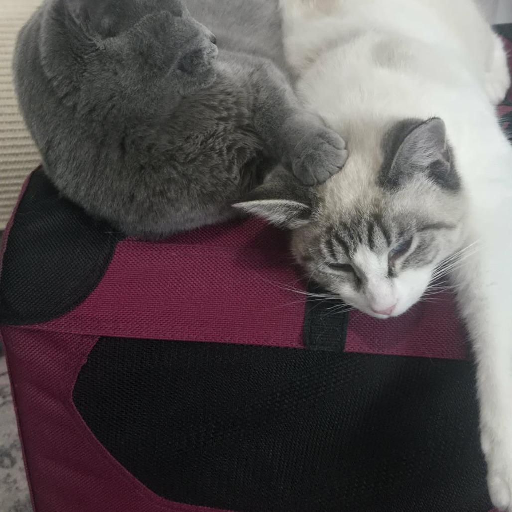 Oliver Twist thumbnail 3