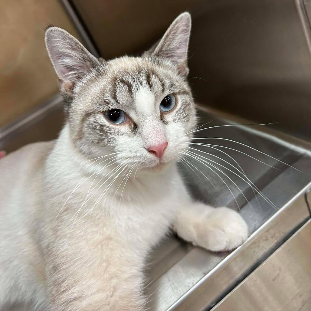 Oliver Twist thumbnail 4