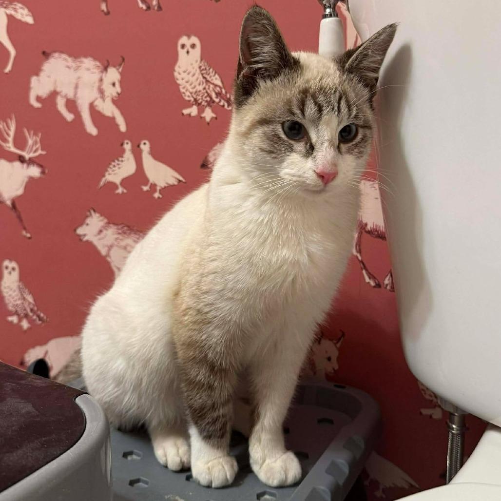 Oliver Twist thumbnail 5