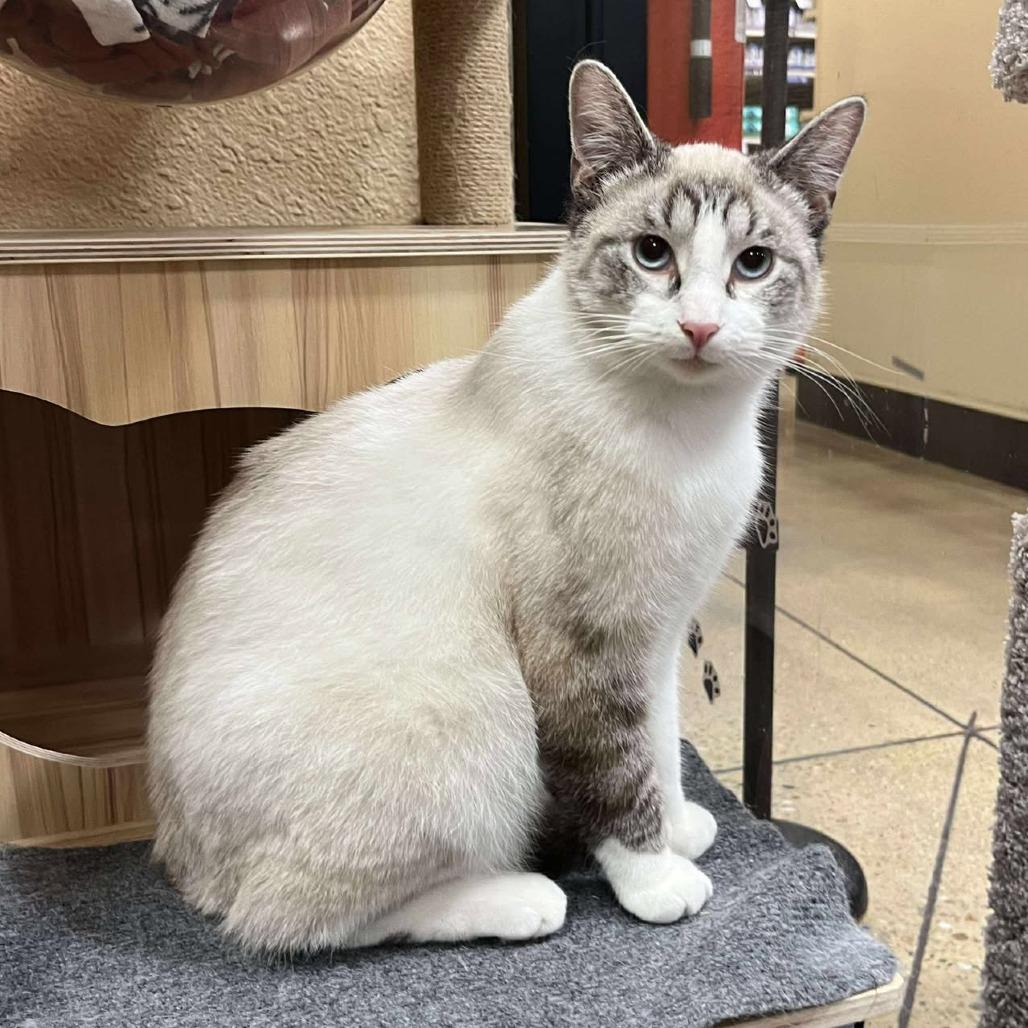 Oliver Twist thumbnail 6