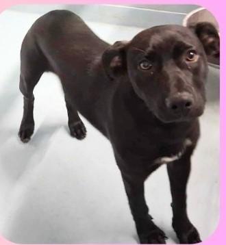 Hannah, a Adoptable mixed breed in Sheboygan, WI image 3/3