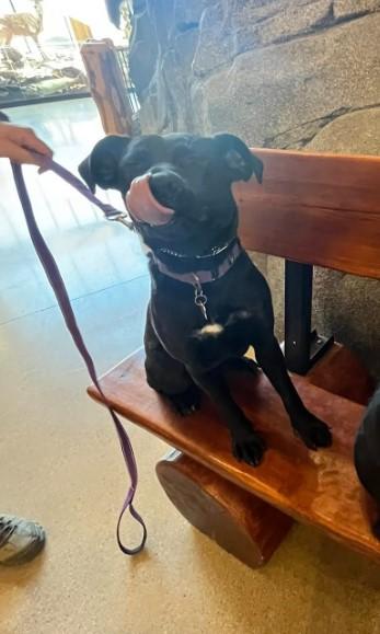 Hannah, a Adoptable mixed breed in Sheboygan, WI image 5/5