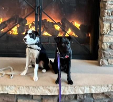 Hannah, a Adoptable mixed breed in Sheboygan, WI image 4/5