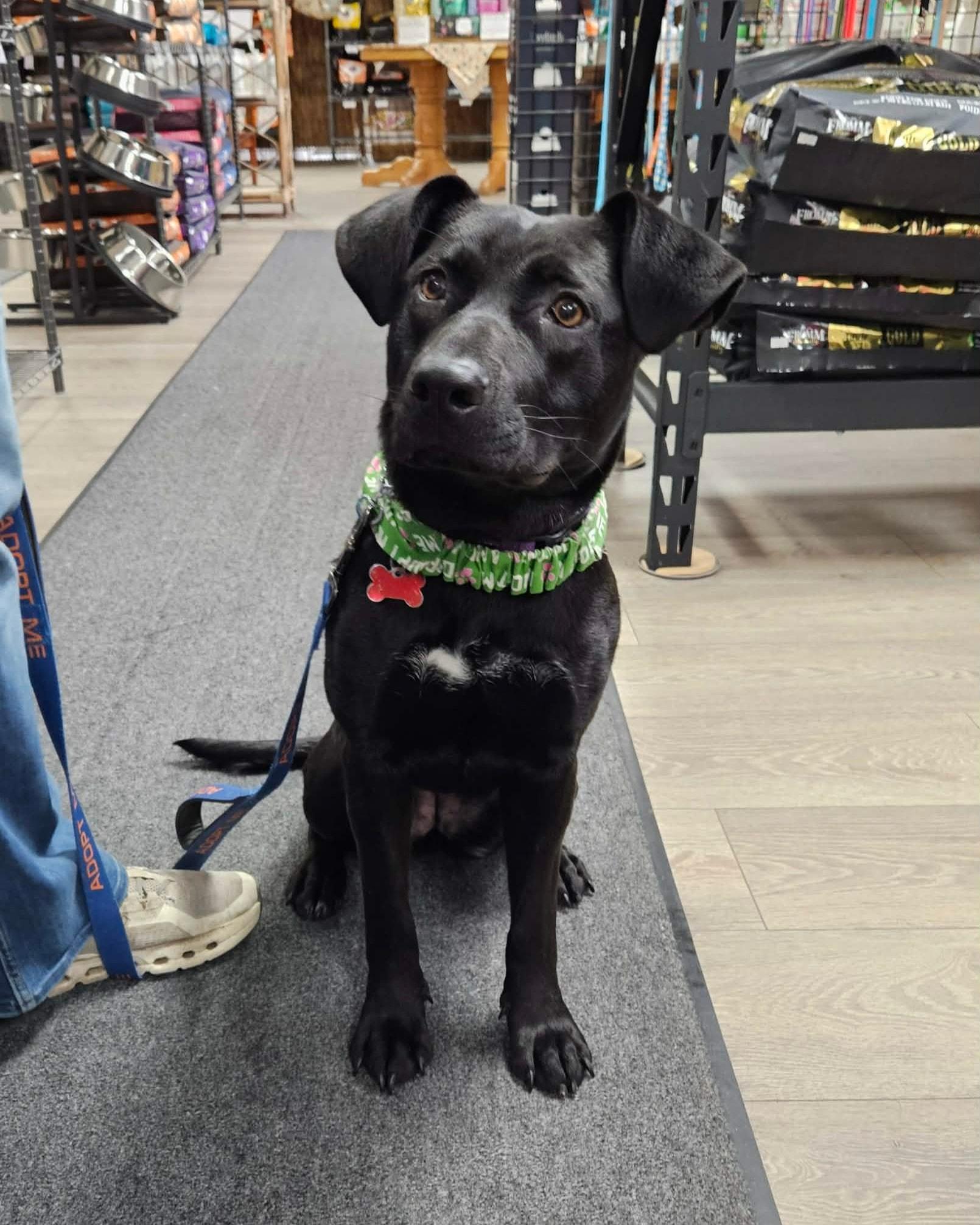 Hannah, Adoptable, Young Female Black Labrador Retriever.