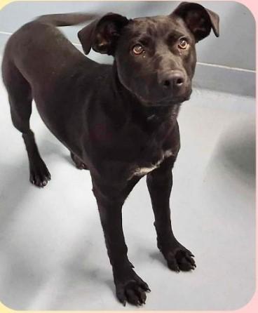 Hannah, a Adoptable mixed breed in Sheboygan, WI image 1/3