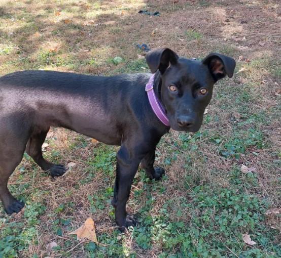 Hannah, a Adoptable mixed breed in Sheboygan, WI image 2/3