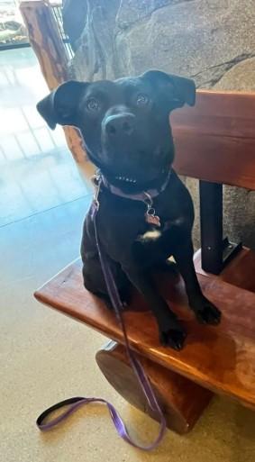 Hannah, a Adoptable mixed breed in Sheboygan, WI image 2/5