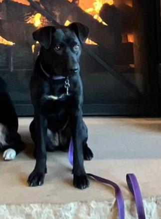 Hannah, a Adoptable mixed breed in Sheboygan, WI image 3/5