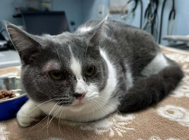 WHIMSY, Adoptable, Young Female Domestic Short Hair.