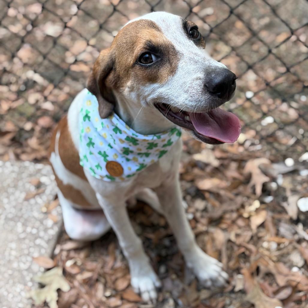 Enlarge Lucky, a Adoptable mixed breed in Lufkin, TX image 1/6