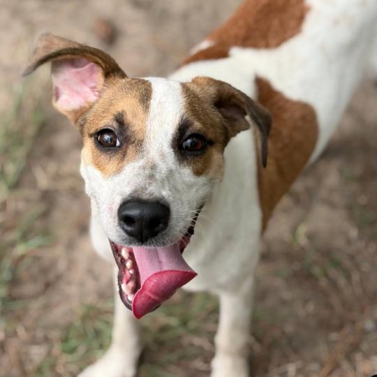 Enlarge Lucky, a Adoptable mixed breed in Lufkin, TX image 2/6